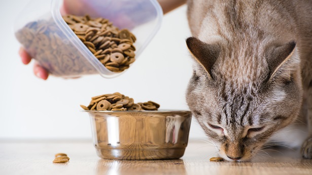 cibo gatto acquisto
